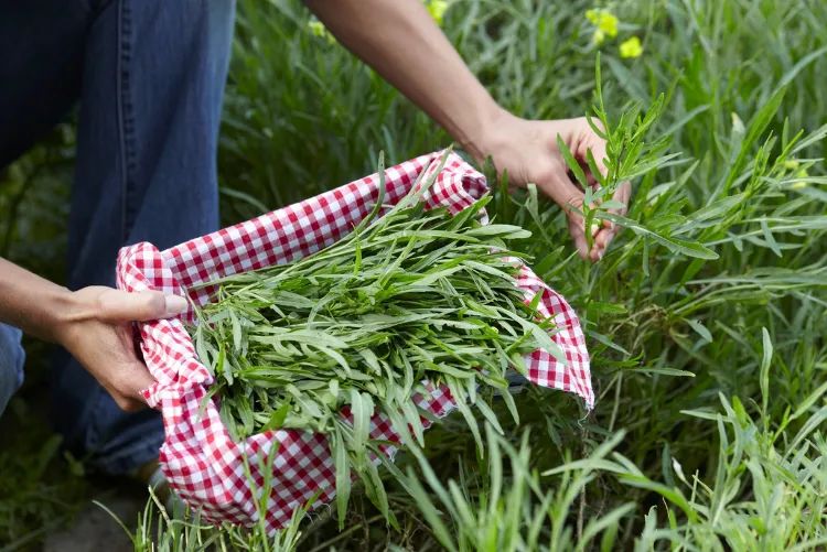 top 5 des légumes qui n'ont pas besoin d'eau 2022