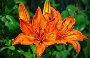 top 5 fleurs orange pour colorer le jardin 2022