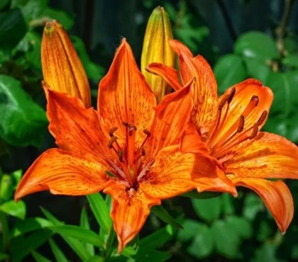 top 5 fleurs orange pour colorer le jardin 2022