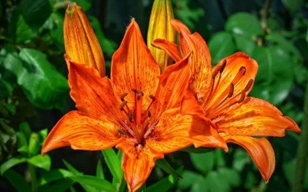 top 5 fleurs orange pour colorer le jardin 2022