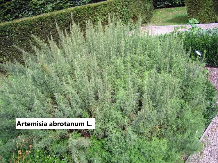 top plante anti moustique jardin aurone citronnelle Artemisia abrotanum