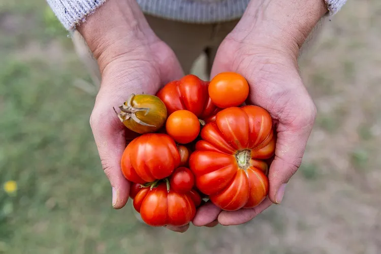 traitement cul noir tomate comment traiter nécrose apicale potager
