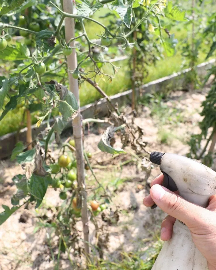 traitement mildiou tomates bicarbonate de soude astuce jardinage Tom le Jardinier