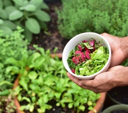 variétés de salades à planter en été