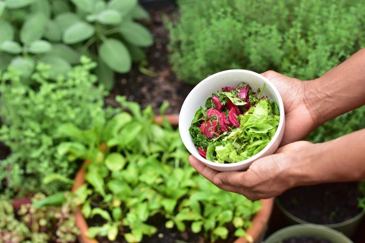 variétés de salades à planter en été