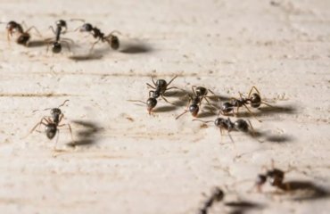 5 solutions pour se débarrasser des fourmis dans la cuisine 2022