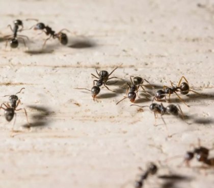 5 solutions pour se débarrasser des fourmis dans la cuisine 2022