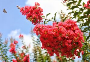 Comment cultiver les lilas des Indes à partir de boutures