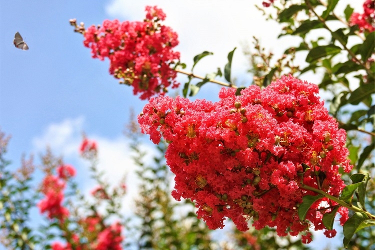 Comment cultiver les lilas des Indes à partir de boutures