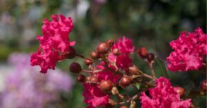 Comment récupérer les graines de lilas des indes