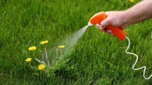Comment se débarrasser des mauvaises herbes sans utiliser de produits chimiques