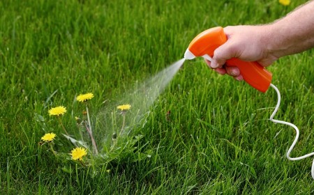 Comment se débarrasser des mauvaises herbes sans utiliser de produits chimiques