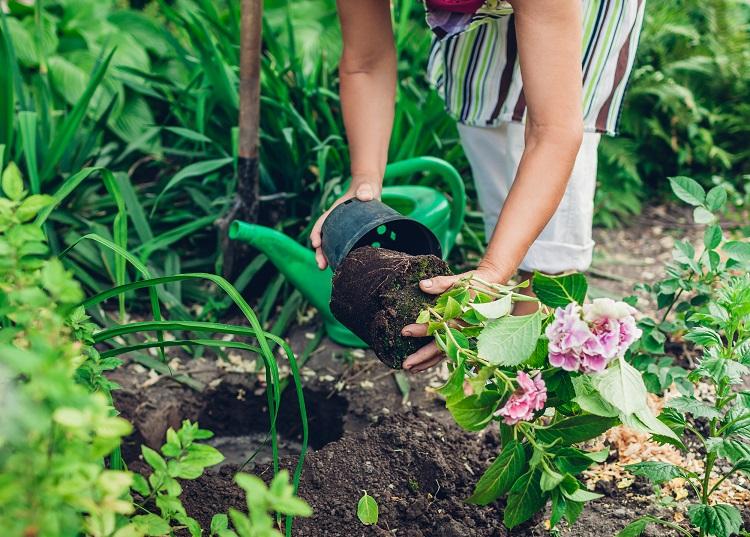 transplanter un hortensia