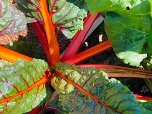 Diviser les plantes de rhubarbe