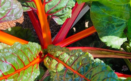 Diviser les plantes de rhubarbe
