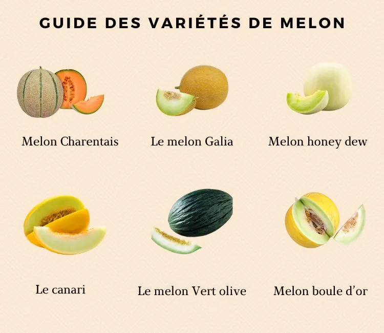 Guide des variétés de melon