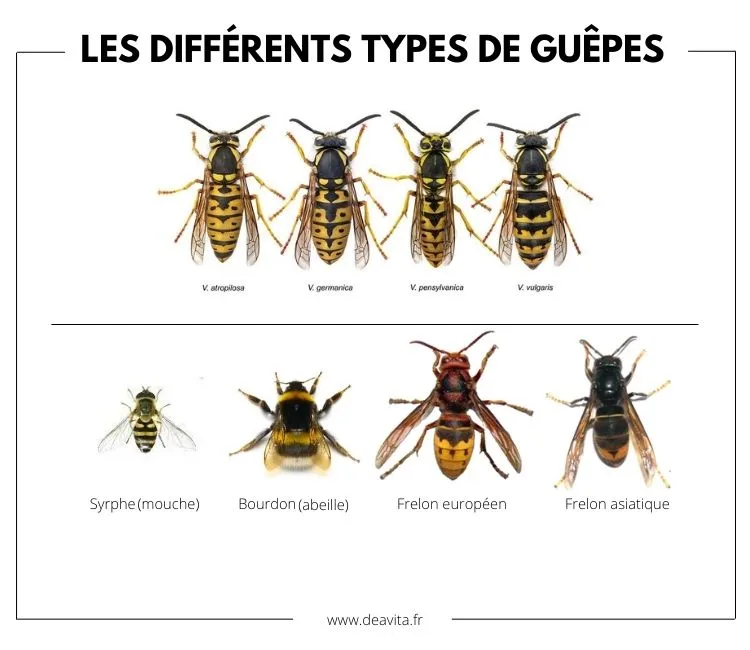 Les différents types de guêpes en France et Europe