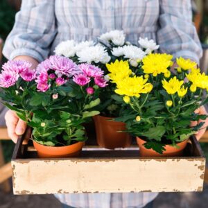 Lessivage de la plante en pot