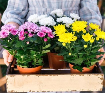 Lessivage de la plante en pot