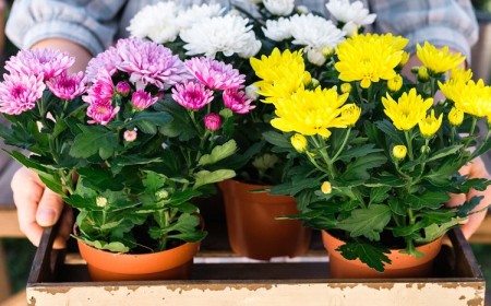 Lessivage de la plante en pot