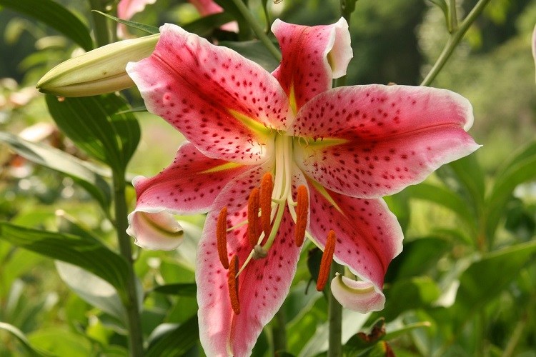 Lys Oriental entretien : comment s'occuper de cette fleur paradisiaque ?  Guide des jardiniers !