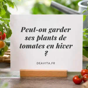 peut on garder ses plants de tomates en hiver