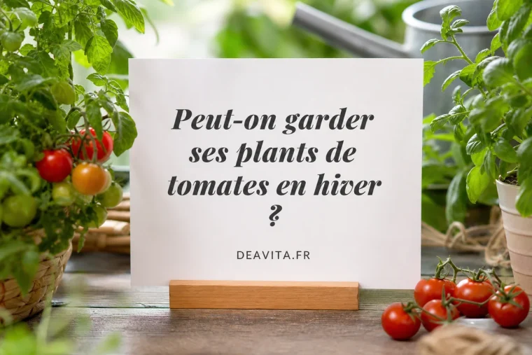 peut on garder ses plants de tomates en hiver