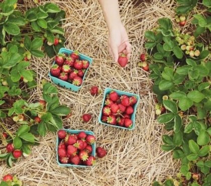 a quel moment planter des fraisiers