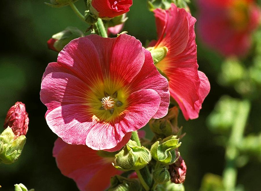 arrosage rose trémière en pot