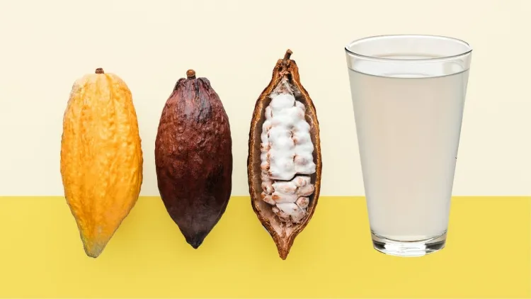 boisson d’été fabriquée fruit cacao blanc charnu entourant fèves