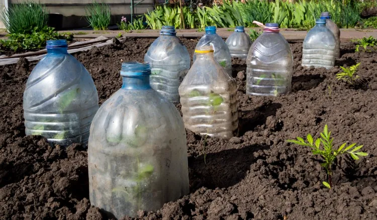 bouteilles pour mini serre de jardin 2022