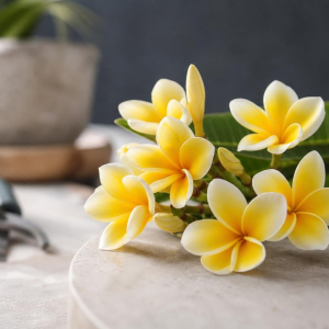 bouturage frangipanier couleur feuillage luxuriant parfum délicieux