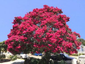 bouturage lilas des indes