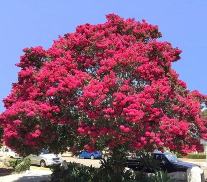 bouturage lilas des indes