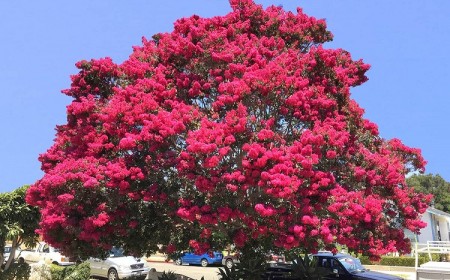 bouturage lilas des indes