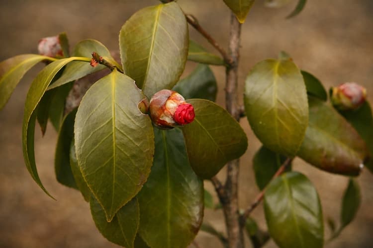 camélia feuilles brunes bouton fleur