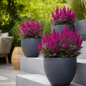 Celosia Caracas en pots charbon sur marches de terrasse, épis pourpres éclatants au jardin