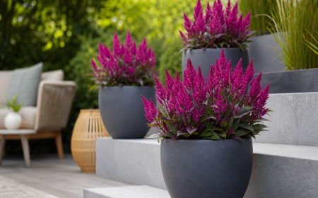 Celosia Caracas en pots charbon sur marches de terrasse, épis pourpres éclatants au jardin
