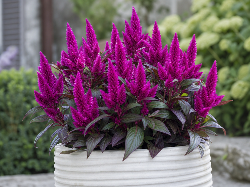 entretien celosia caracas pot conseils pratiques réussir culture célosie deep purple