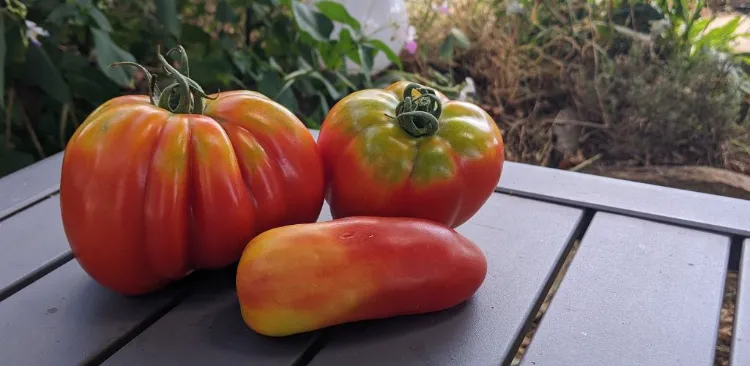 collet vert sur les tomates 2022
