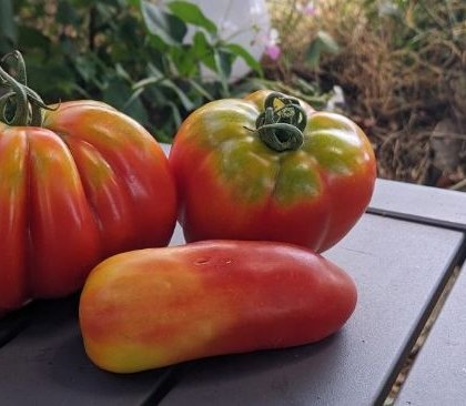 collet vert sur les tomates en 2022
