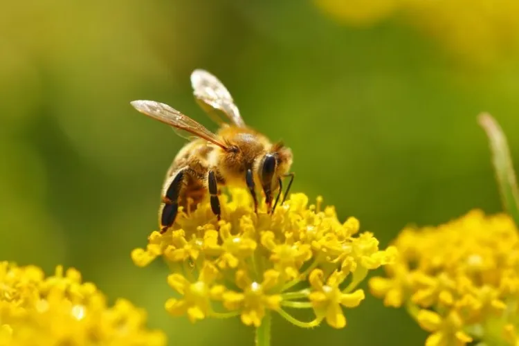 comment attirer les abeilles avec du sucre