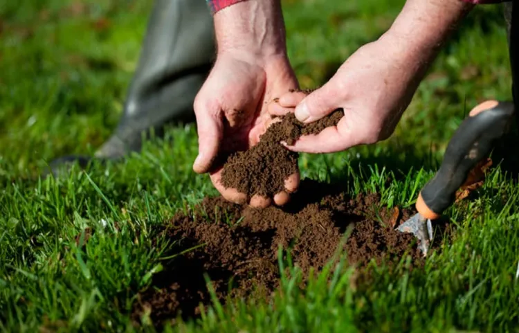 comment avoir pelouse épaisse vert vif bons gestes jardiniers type sol