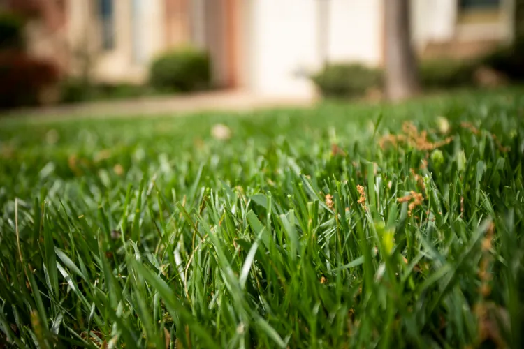 comment avoir pelouse épaisse verte saine bons gestes jardiniers expériementés
