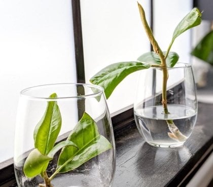 comment bouturer un hortensia à partir de l'ombre dans l'eau