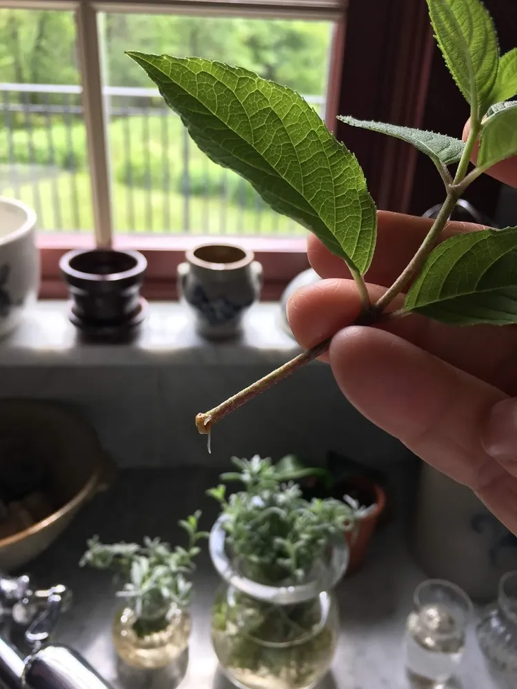 comment bouturer un hortensia branche d'hortensia au printemps