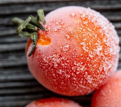 comment congeler tomates fraiches avec peau préserver vitamines gout
