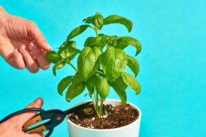 comment conserver le basilic frais plus longtemps