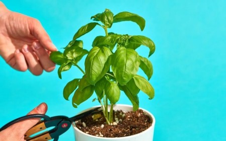 comment conserver le basilic frais plus longtemps
