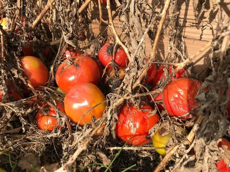 comment conserver les plants de tomates en hiver